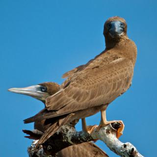 Brown Boobies are Large Seabirds that Nest on Man-o-War Caye