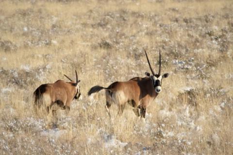 Two of the Oryx We Saw Outside of White Sands