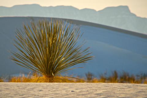 Click to enlarge Mountains and Yucca