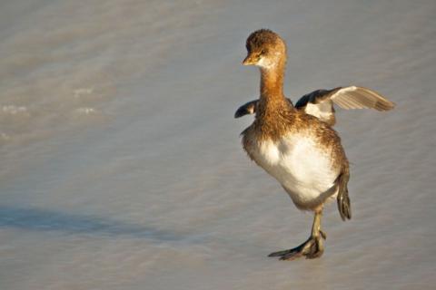 A Pied-billed Grebe Starts to Fly from the Ice