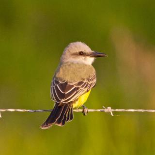 A Tropical Kingbird on a Wire at Sunset
