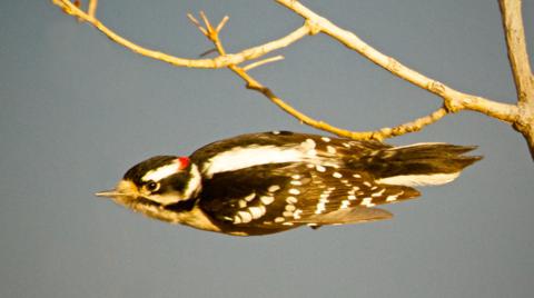 The Downy Woodpecker Leaves Me