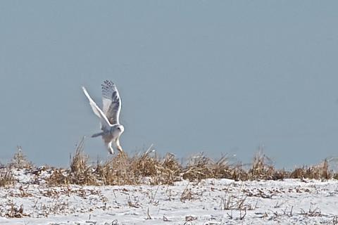 The Snowy Owl Flies Off