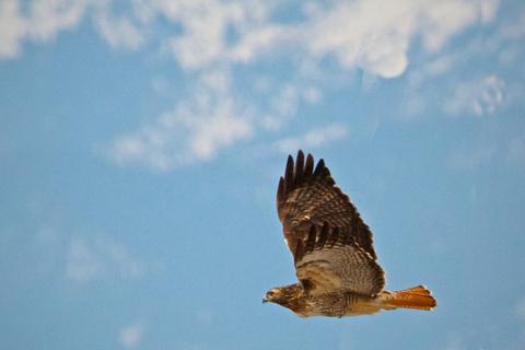 A Red-tailed Hawk Flies