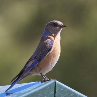 A Female Mountain Bluebird on the Kiosk at the Trailhead