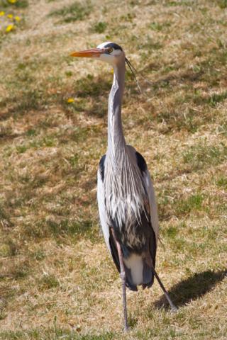 A Great Blue Heron Pays a Visit