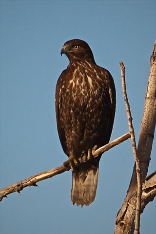 A Harlan's Hawk in Crane Hollow