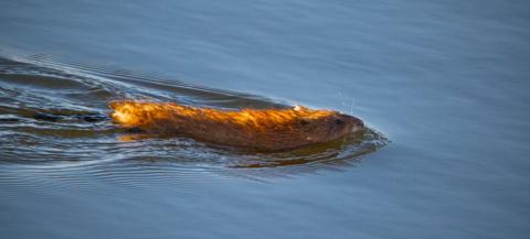 A Muskrat Swims By