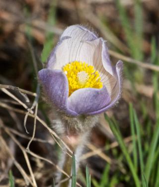 One Pasque Flower in Bloom