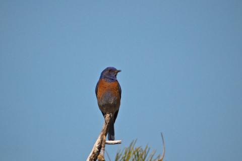A Male Western Bluebird Surveys the Scene