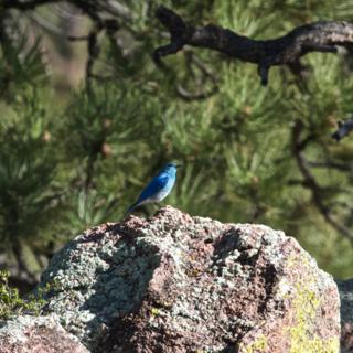We Found this Mountain Bluebird Male on a Rock under a Ponderosa Pine by the Ranch