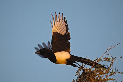 A Black-billed Magpie in First Light
