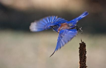 A Male Western Bluebird Flies