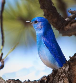 A Male Mountain Bluebird in a Ponderosa Pine