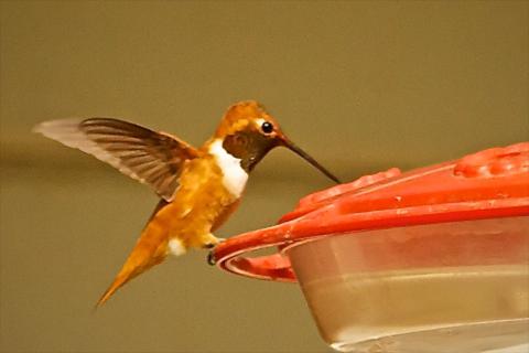 A Male Rufous Hummingbird Feeds