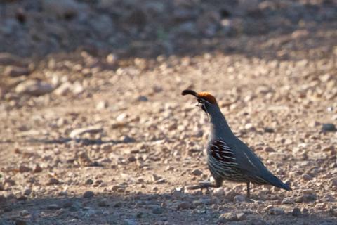 Why Does a Gambel's Quail Cross the Road? Because it's There