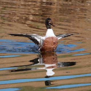 One Northern Shoveler Stands in the Lake to Dry Its Wings