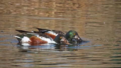 Two Male Northern Shovelers Work Side by Side