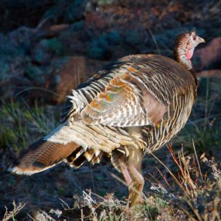 This Wild Turkey Sure Has Colorful Feathers