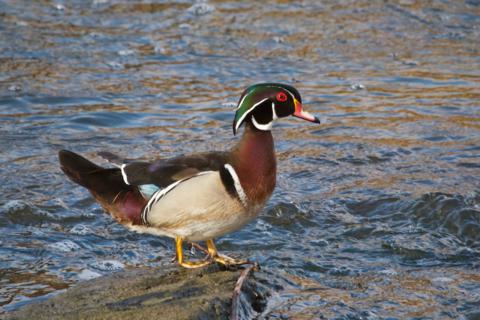 The Male Wood Duck Rests on a Rock in the River