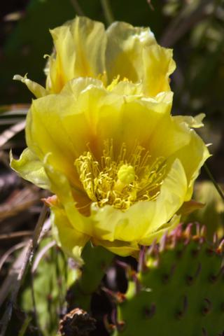 Flowers of a Prickly Pear Cactus