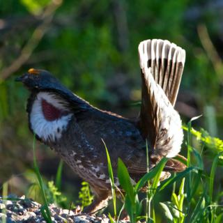 The Same Grouse in Different Light Deserves its Former Name, Blue Grouse