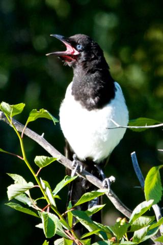 This Magpie Chick Begs for Food