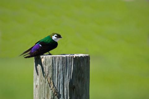A Violet-Green Swallow Sits in the Sun