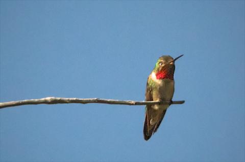 The Broad-tailed Hummingbird Doesn't Have a Red Scarf But Rather an Iridescent Red Throat