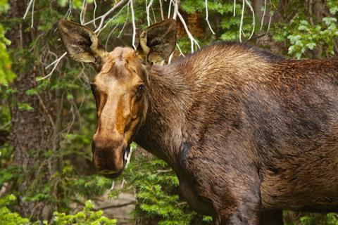 The First Moose I Have Ever Photographed in the Indian Peaks Area