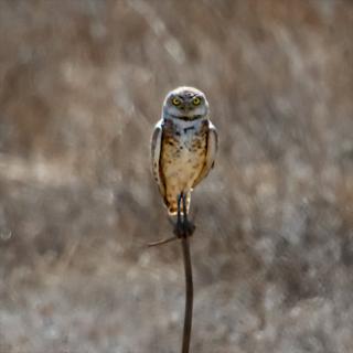 A Burrowing Owl Sits on a Stick