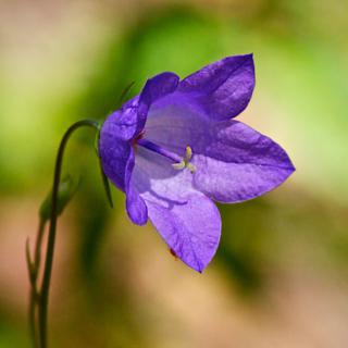 A Parry Harebell