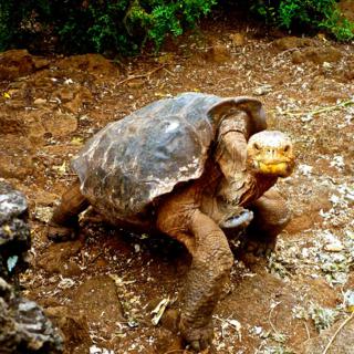Click to enlarge Galapagos (Giant) Tortoises (Geochelone elephantopus) Like This One Inspired E.T. (Panasonic DMC-TS3 at 6mm, f/3.5, 1/400, ISO 400)