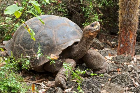 One of the Last 14 Surviving Espanola Giant Tortoises (Geochelone elephantopus subspecies hoodensis) Brought Here (Canon 7D with 100-400mm lens at 100mm, f/6.7, 1/250, ISO 1600)