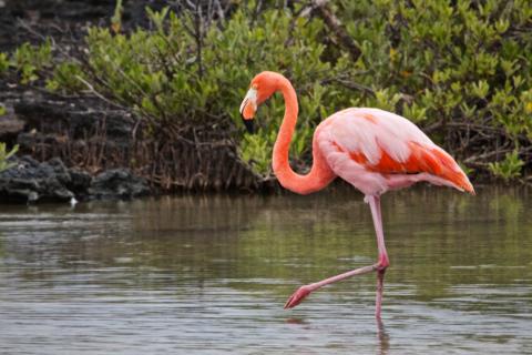 A Greater Flamingo (Phoenicopterus ruber) Walks in Water (Canon 7D with 100-400mm lens at 365mm, f/8, 1/500, ISO 800)