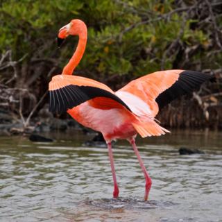 How Dainty This Greater Flamingo (Phoenicopterus ruber) Looks! (Canon 7D with 100-400mm lens at 310mm, f/8, 1/500, ISO 800)