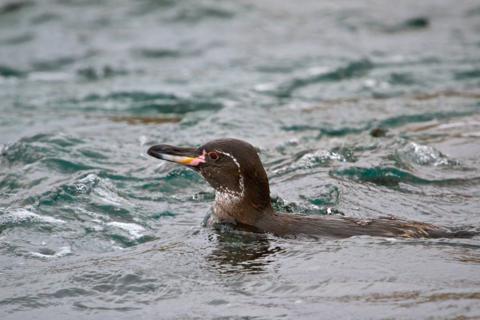 A Galapagos Penguin (Speniscus mendiculus) Swims (Canon 7D with 100-400mm lens at 400mm, f/8, 1/2000, ISO 800)