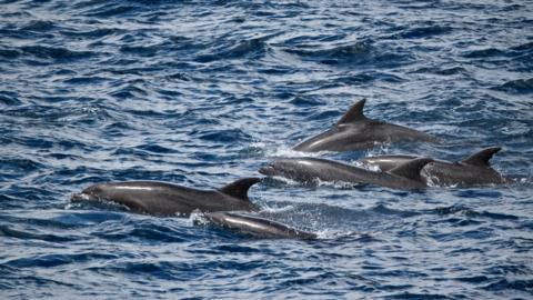 Five Dolphins Swim Along our Yacht (Canon 7D with 100-400mm lens at 260mm, f/8, 1/2000, ISO 800)