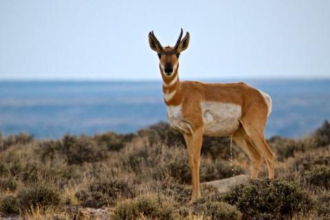 A Pronghorn Pees at Seedskadee (Canon 7D with 100-400mm lens at 400mm, f/8, 1/500, ISO 800)