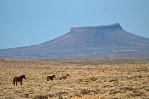 Three Wild Horses Near Pilot Butte (Canon 7D with 100-400mm lens at 400mm, f/8, 1/750, ISO 400)
