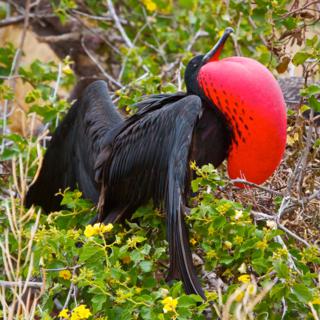 A Male Magnificent Frigatebird (Fregata magnificens) Displays to Attract a Mate (Canon 7D with 100-400mm lens at 260mm, f/8, 1/500, ISO 800)
