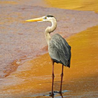 Click to enlarge Not Even a Great Blue Heron (Ardea herodias) Showed Any Fear of Me as We Walked the Bartolome Beach Together (Canon 7D with 100-400mm lens at 160mm, f/8, 1/1500, ISO 800)
