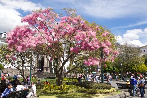 We Toured Quito's Old City, including the Plaza de la Independencia where this Arupo Tree was in Bloom (Canon 50D with 18-200mm lens at 20m, f/8, 1/3200, ISO 400)