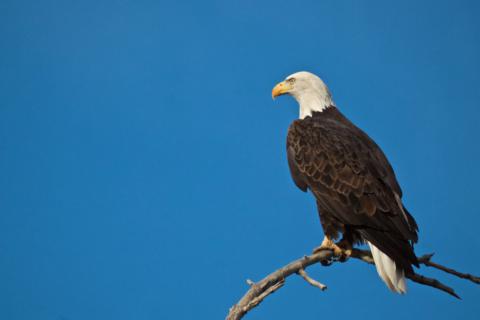 A Bald Eagle (Haliaeetus leucocephalus) Perches at the Top of a Tree at 4:38:06 PM MST (Canon 7D with 100-400mm lens at 400mm, f/8, 1/2000, ISO 800)