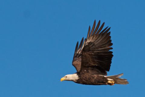The Eagle Flies (Canon 7D with 100-400mm lens at 375mm, f/8, 1/3000, ISO 800)