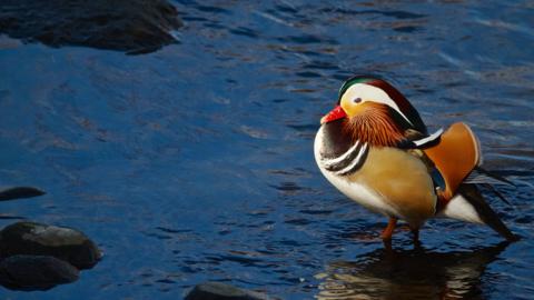 The Mandarin Duck (Aix galericulata) Looks Proud (Canon 7D with 100-400mm lens at 310mm, f/8, 1/1000, ISO 800, -0.5 EV)