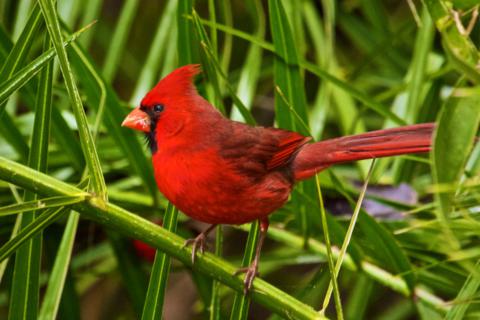 The Northern Cardinal (Cardinalis cardinalis) Is as Colorful in its Own Way as the Painted Bunting