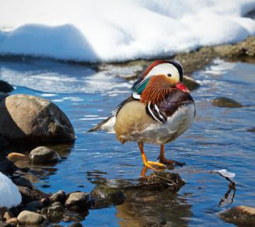 A Male Mandarin Duck (Aix galericulata) Seems to Study Clear Creek
