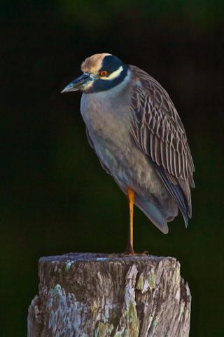 A Yellow-crowned Night Heron (Nyctanassa violacea) Rests on its Favorite Perch Until Night Comes
