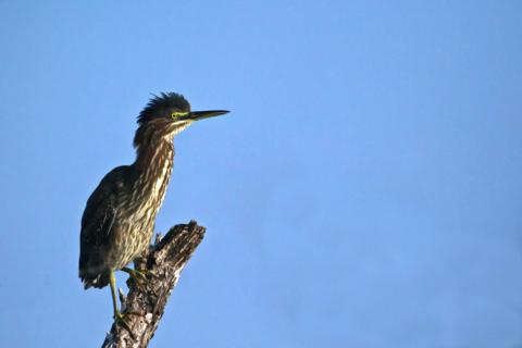 The Only Green Heron (Butorides virescens) That I Saw in Florida